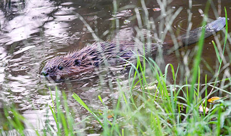 A beaver swimming among reeds in the valley